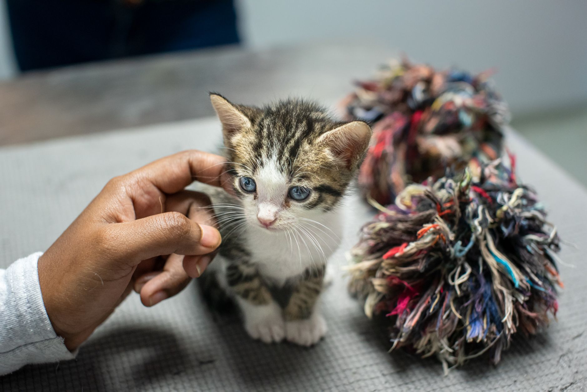 Yavru Kedi Sahiplenmeden Önce Bilmeniz Gerekenler