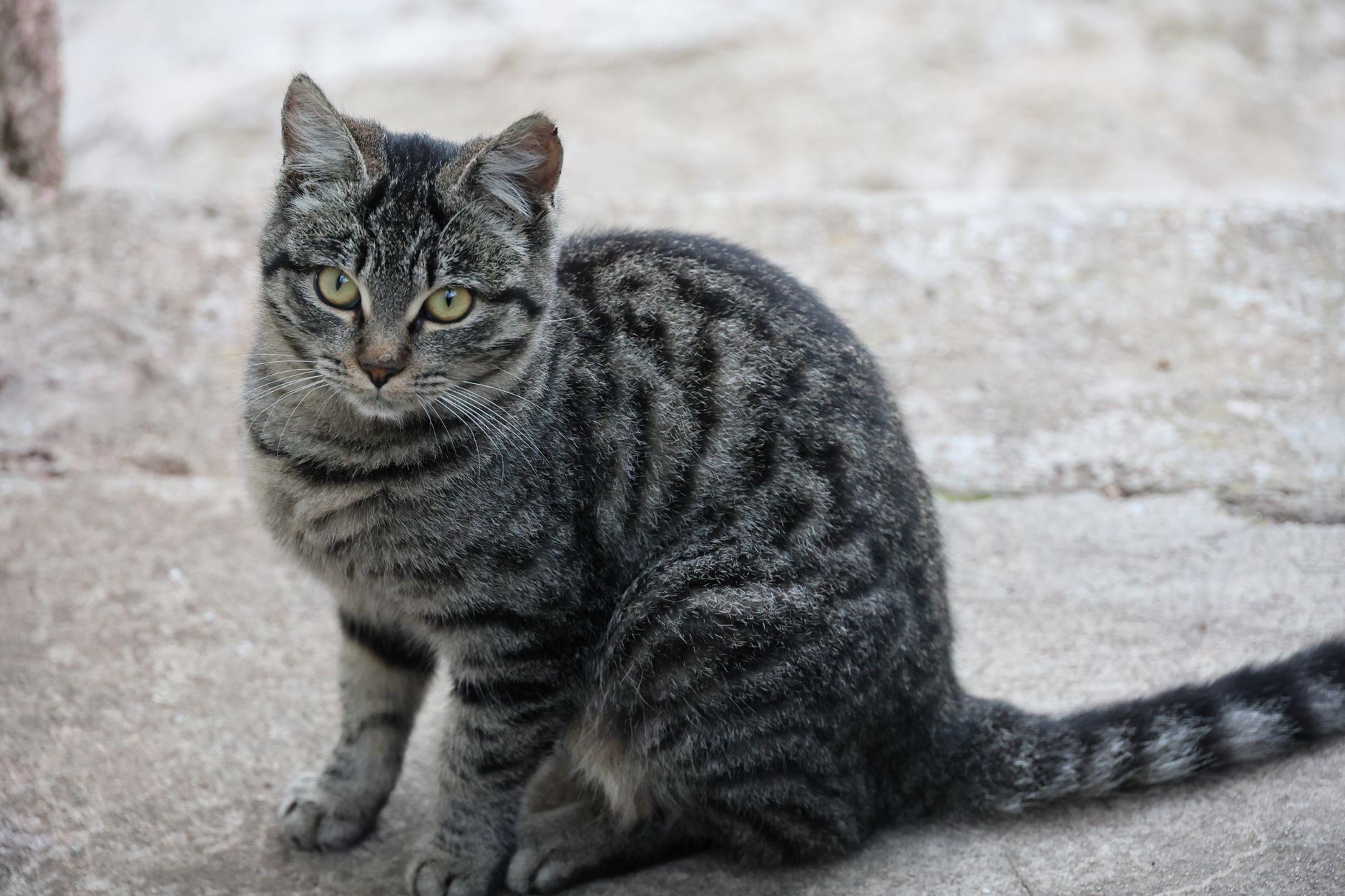 Beton bir zeminde oturmuş, kulakları dik ve tetikte bakan gri tekir kedi