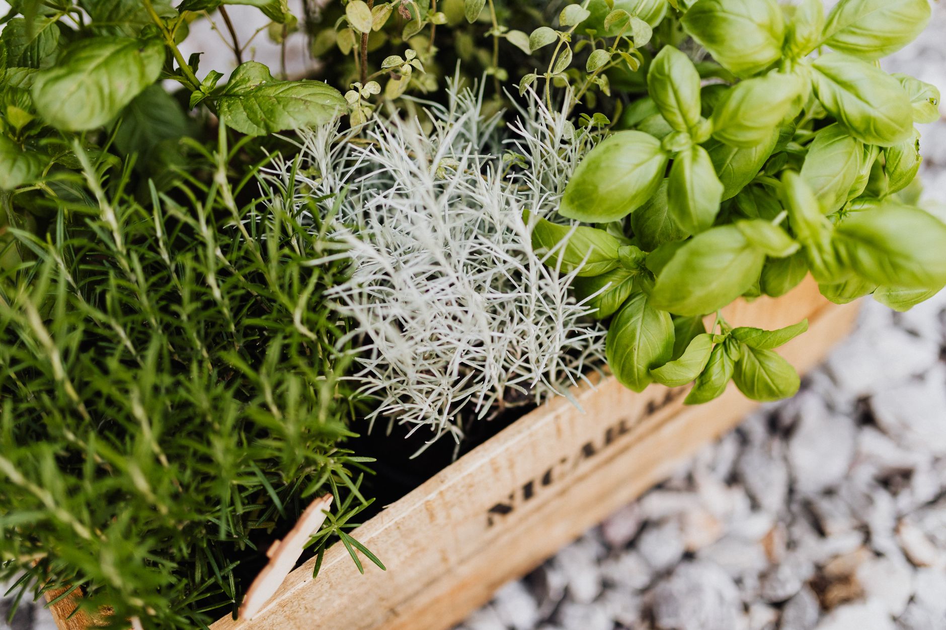 Aromatik Bitkileri Mutfak Penceresinde Yetiştirmek